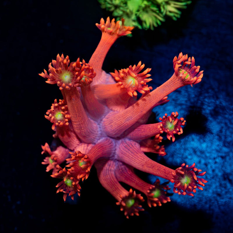 Spitfire Goniopora Coral with flower-like polyps in reef aquarium