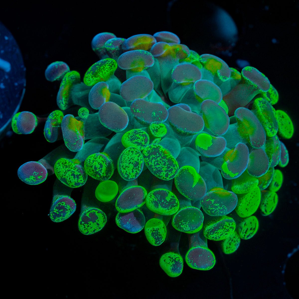 Splatter Hammer Coral with branching fleshy heads in reef aquarium