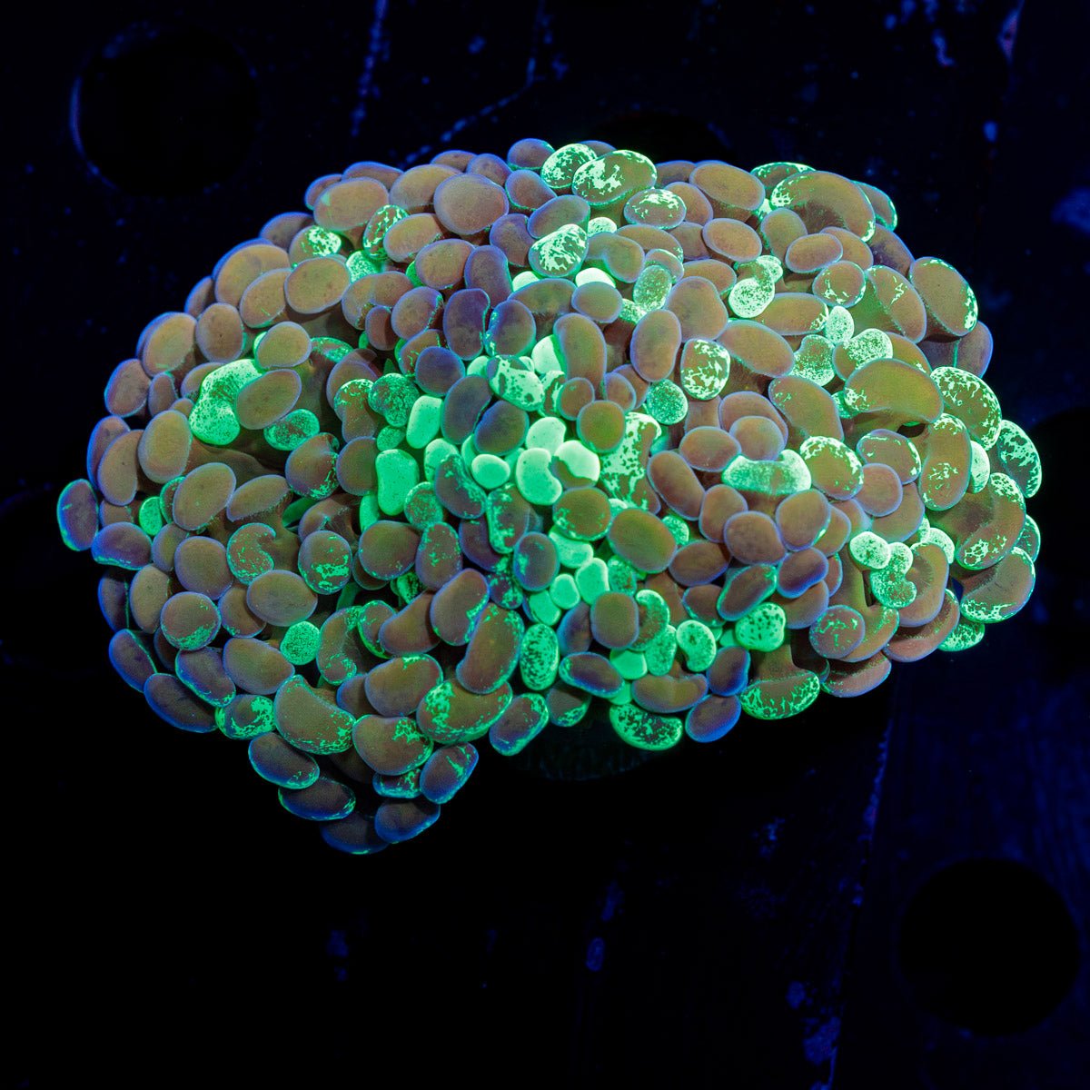Splatter Hammer Euphyllia Coral with branching fleshy heads in reef aquarium