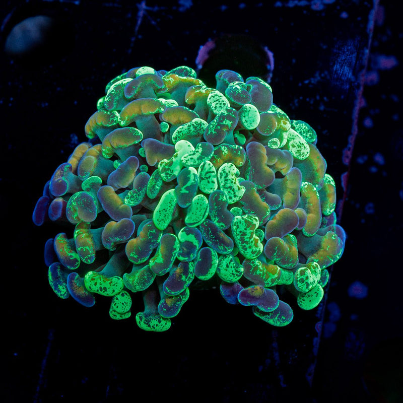 Splatter Hammer Euphyllia Coral with branching fleshy heads in reef aquarium