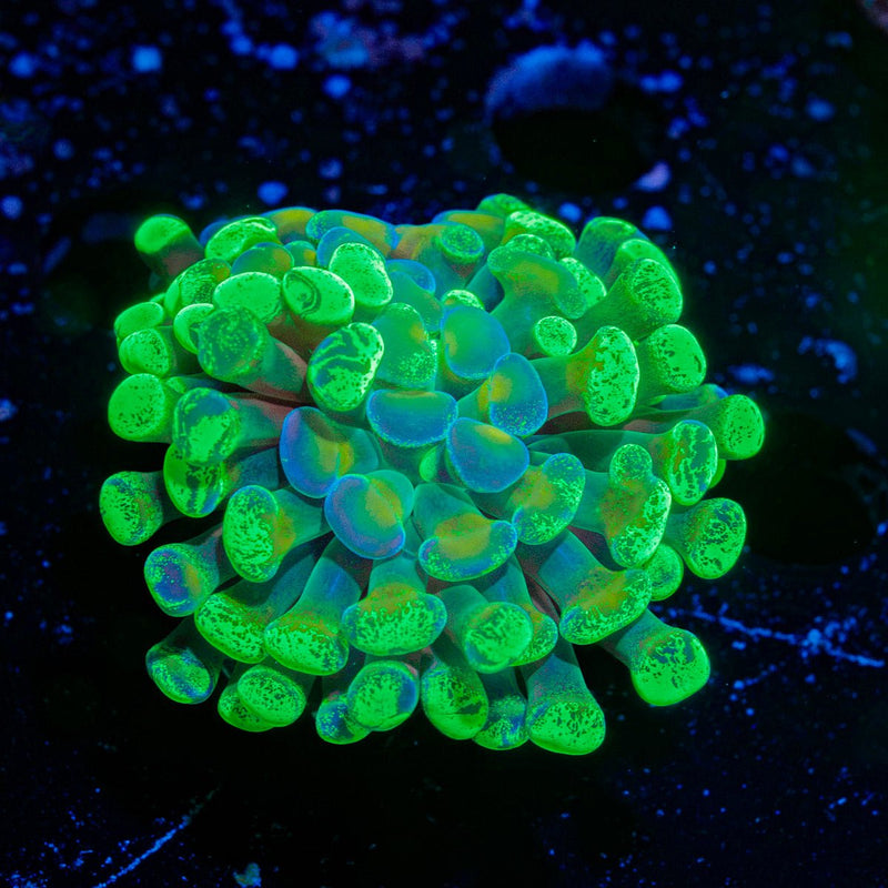 Splatter Hammer Euphyllia Coral with branching fleshy heads in reef aquarium