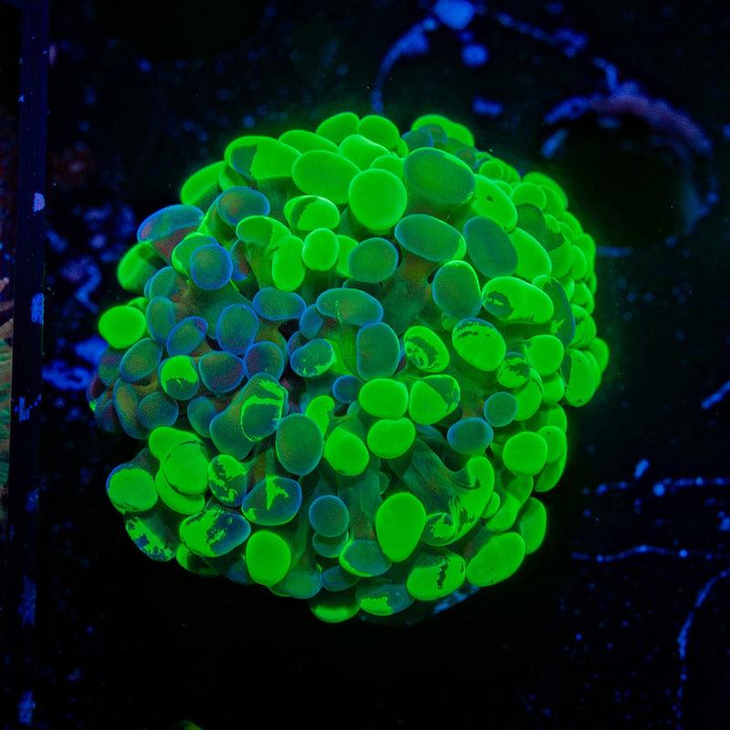 Splatter Hammer Euphyllia Coral with branching fleshy heads in reef aquarium