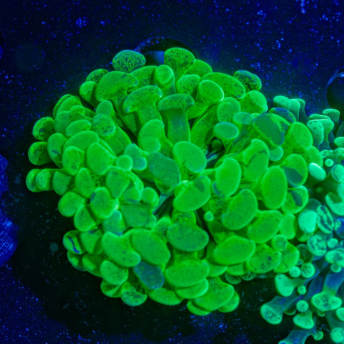 Splatter Hammer Euphyllia Coral with branching fleshy heads in reef aquarium