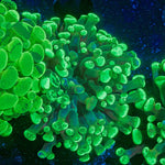 Splatter Hammer Euphyllia Coral with branching fleshy heads in reef aquarium