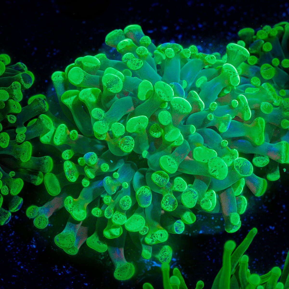 Splatter Hammer Euphyllia Coral with branching fleshy heads in reef aquarium