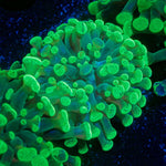 Splatter Hammer Euphyllia Coral with branching fleshy heads in reef aquarium