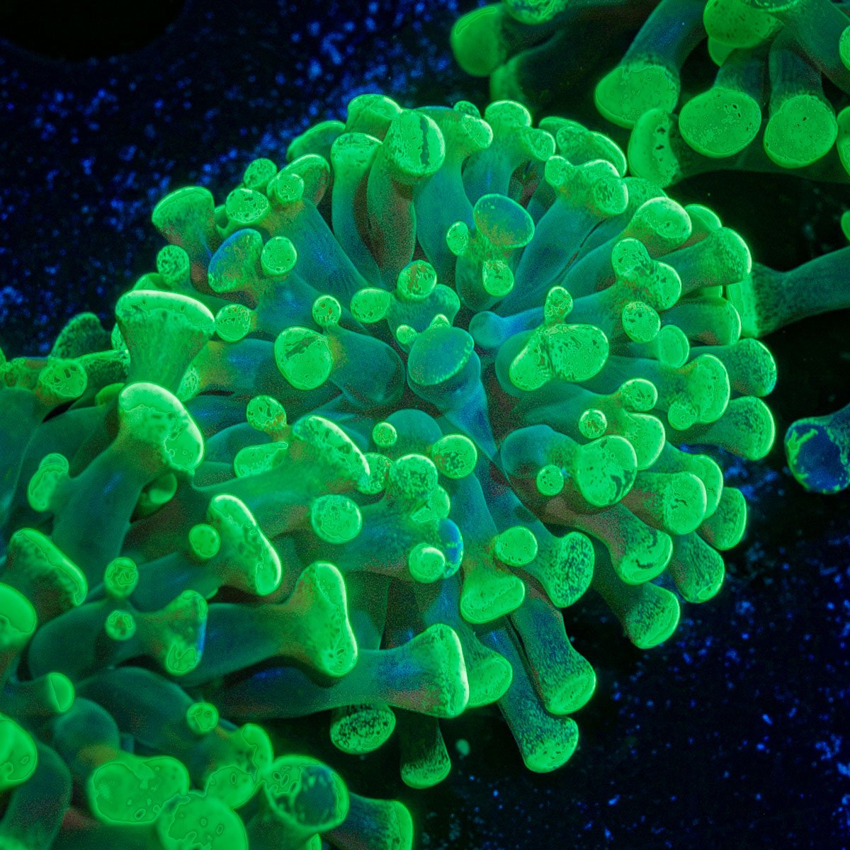 Splatter Hammer Euphyllia Coral with branching fleshy heads in reef aquarium
