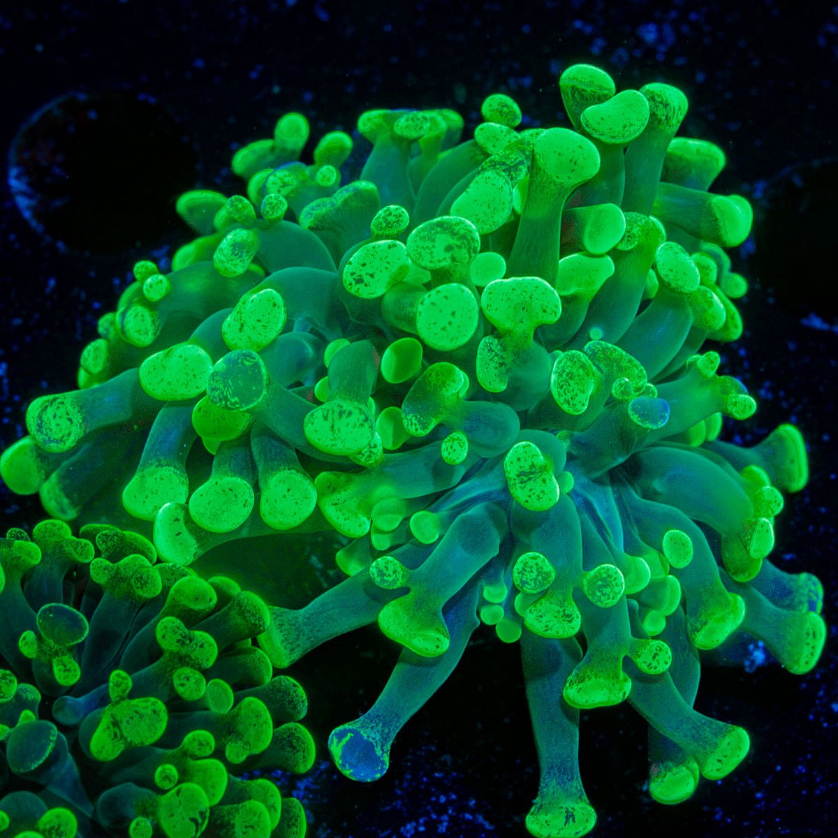 Splatter Hammer Euphyllia Coral with branching fleshy heads in reef aquarium