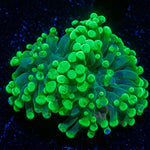 Splatter Hammer Euphyllia Coral with branching fleshy heads in reef aquarium