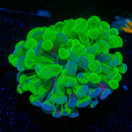 Splatter Hammer Euphyllia Coral with branching fleshy heads in reef aquarium