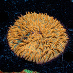 Splatter Orange fungia Plate Coral with mushroom disc in reef aquarium