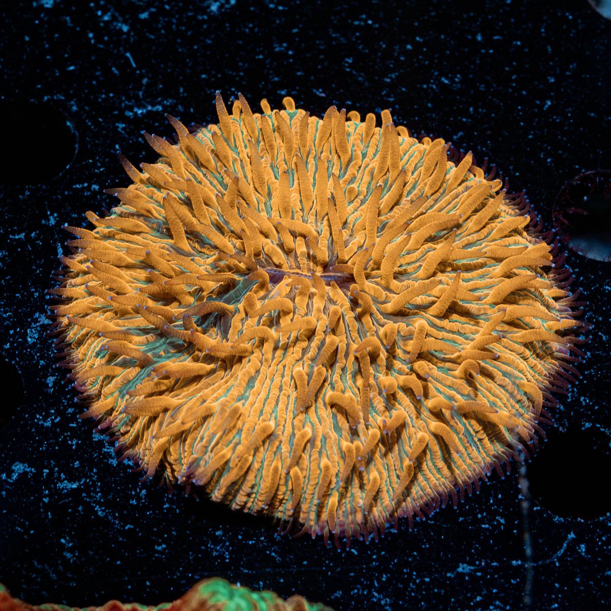 Splatter Orange fungia Plate Coral with mushroom disc in reef aquarium