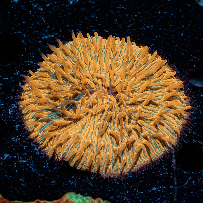 Splatter Orange fungia Plate Coral with mushroom disc in reef aquarium
