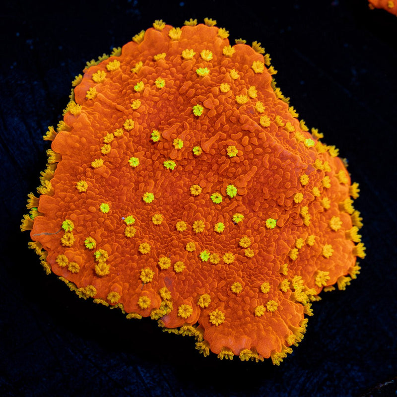 Starburst Montipora Coral