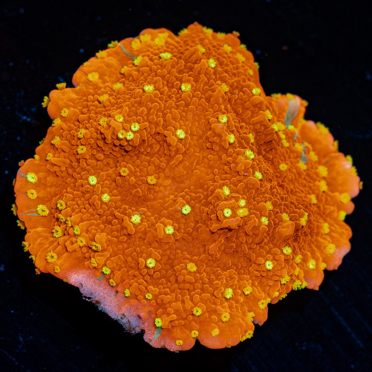 Starburst Montipora with intricate branching growth in a saltwater aquarium