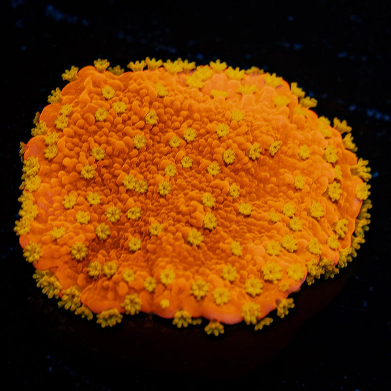 Starburst Montipora Coral