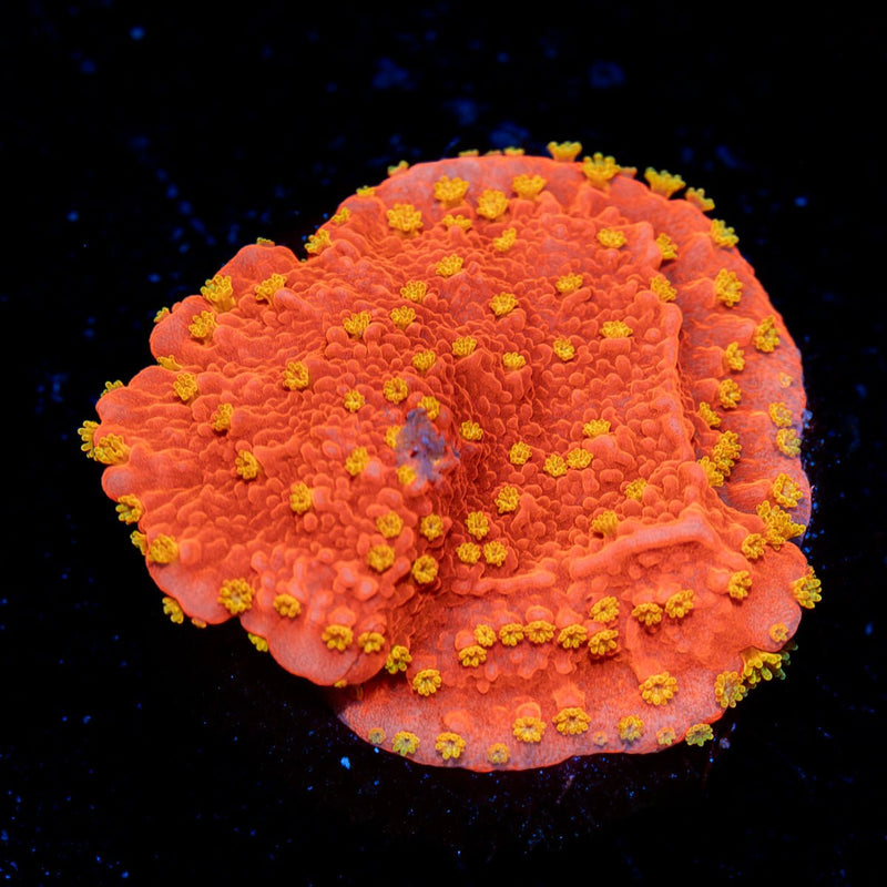 Starburst Montipora Coral