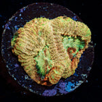 Starscream Favia with intricate patterns and textures in a saltwater aquarium