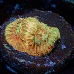 Starscream Favia with encrusting growth in reef aquarium