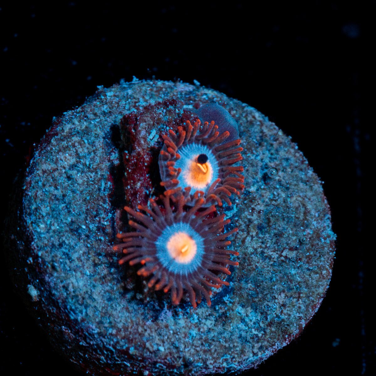 Stitch Zoanthid Coral with colony growth in reef aquarium