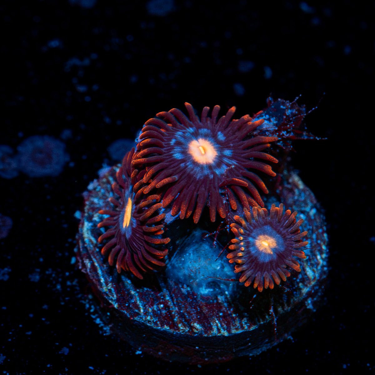 Stitches Zoanthid Coral with colony growth in reef aquarium