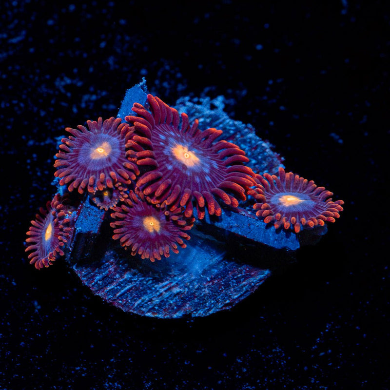 Stitches Zoanthid Coral with colony growth in reef aquarium