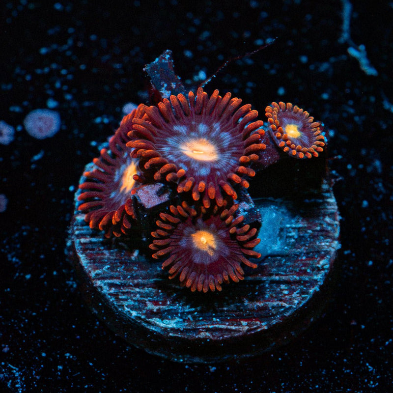 Stitches Zoanthid Coral with colony growth in reef aquarium