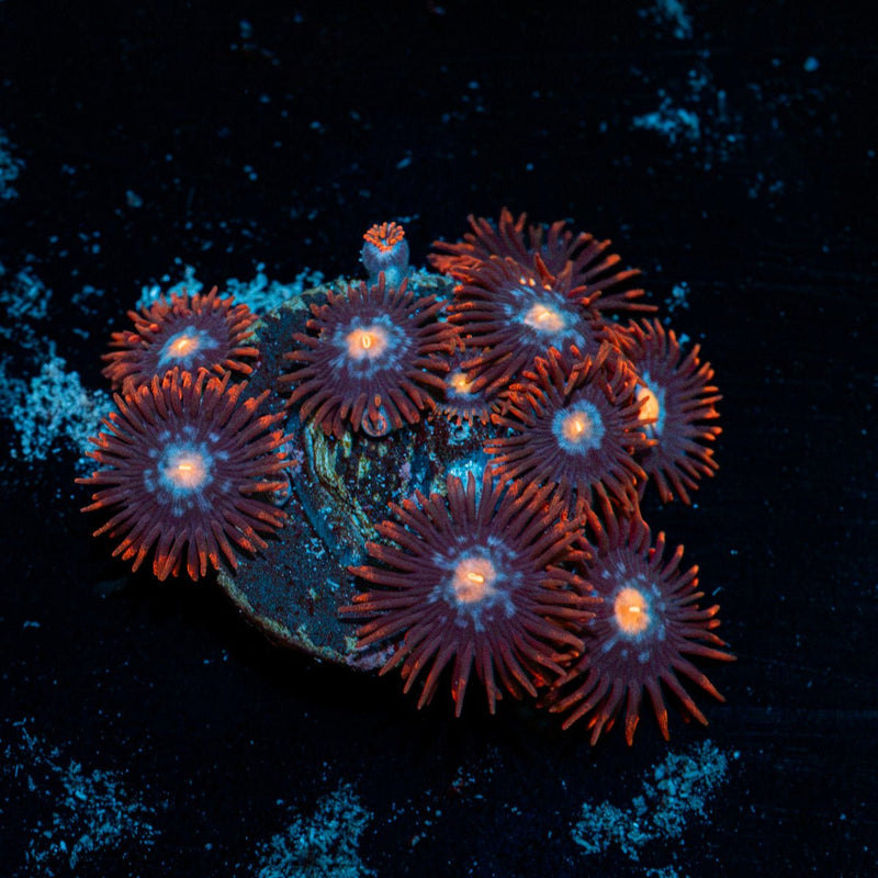 Stitches Zoanthid Coral with colony growth in reef aquarium
