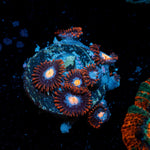 Stitches Zoanthid Coral with colony growth in reef aquarium
