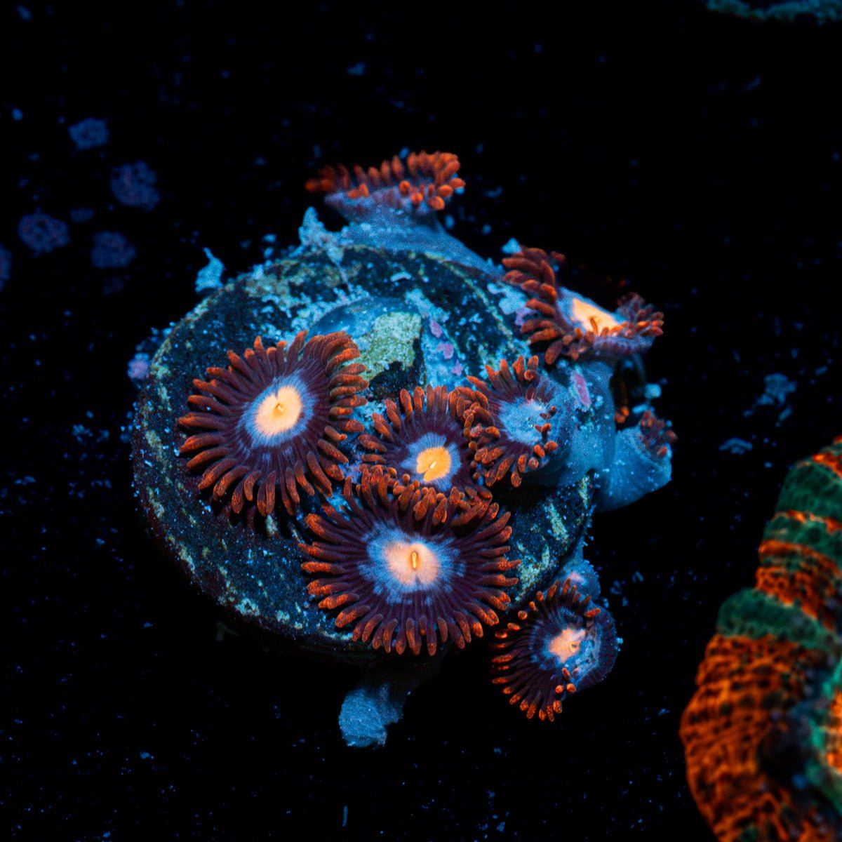 Stitches Zoanthid Coral with colony growth in reef aquarium