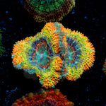 Stormbreaker Rainbow Acan Coral with fleshy polyps in reef aquarium