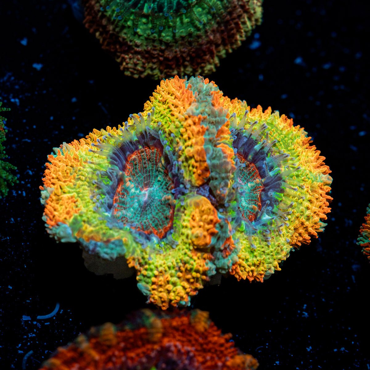 Stormbreaker Rainbow Acan Coral with fleshy polyps in reef aquarium