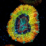 Stormbreaker Rainbow Acan Coral with fleshy polyps in reef aquarium