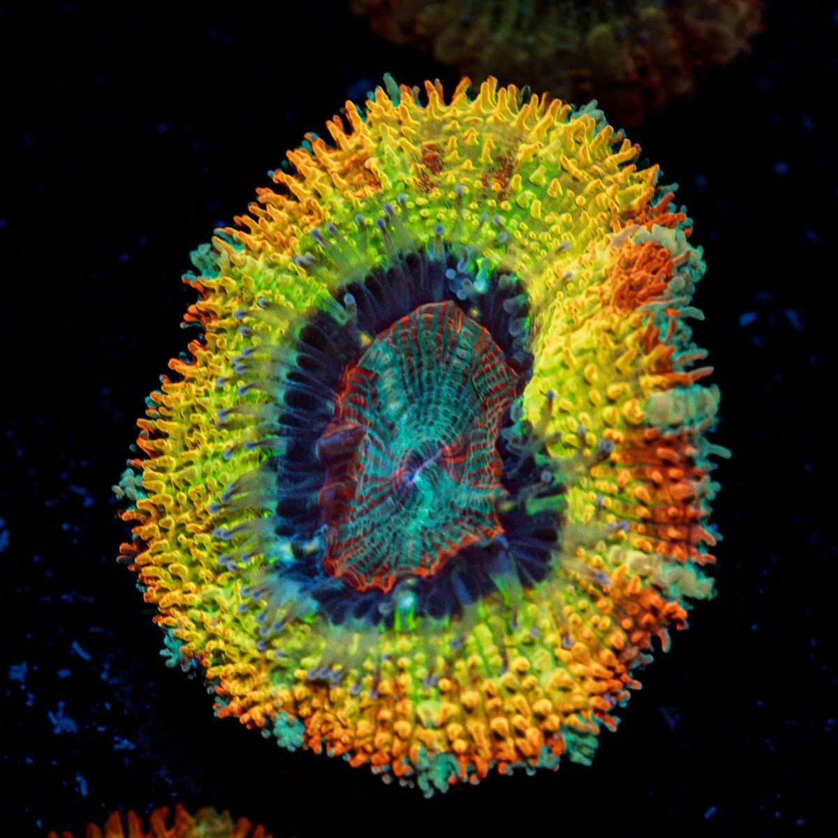 Stormbreaker Rainbow Acan Coral with fleshy polyps in reef aquarium