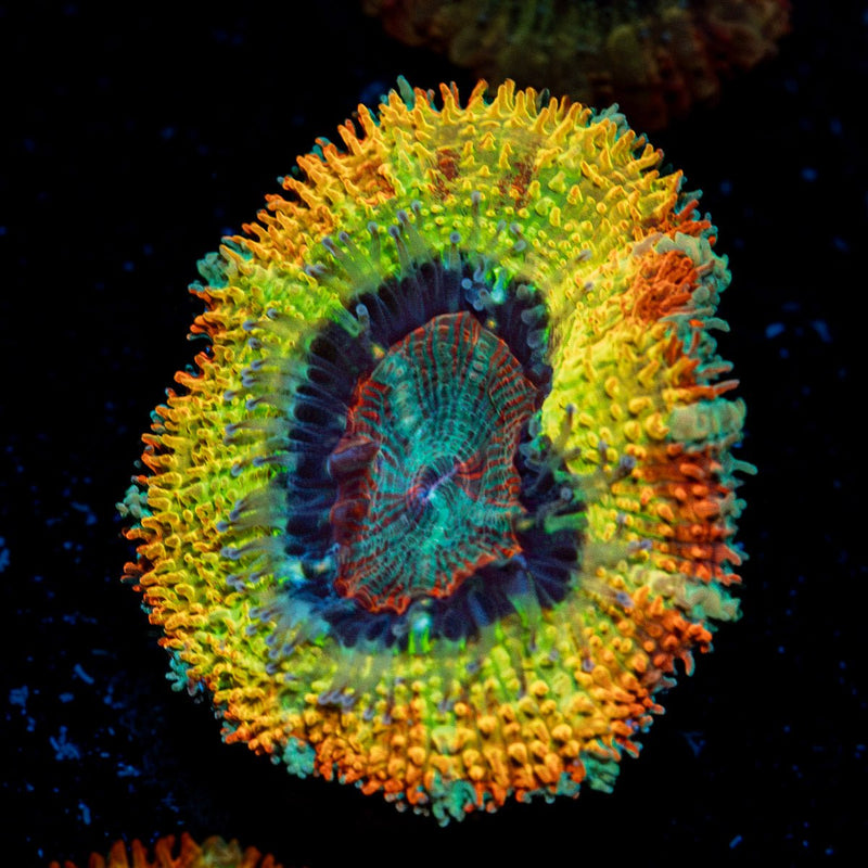 Stormbreaker Rainbow Acan Coral with fleshy polyps in reef aquarium