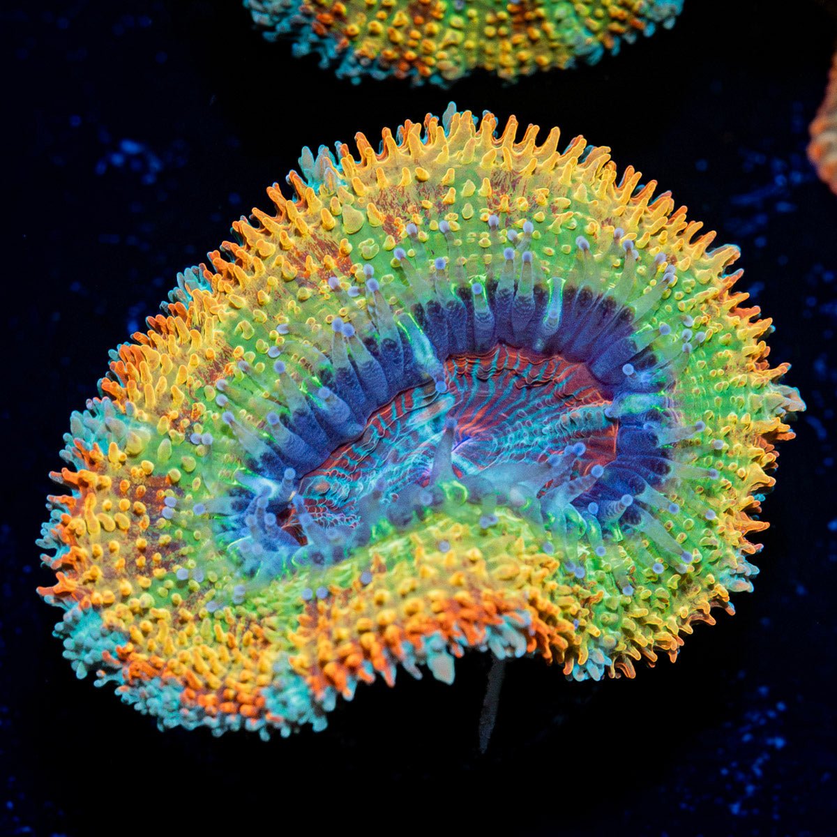 StormBreaker Rainbow Acan with fleshy polyps in reef aquarium