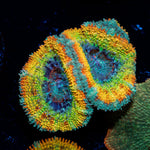 StormBreaker Rainbow Acan with fleshy polyps in reef aquarium