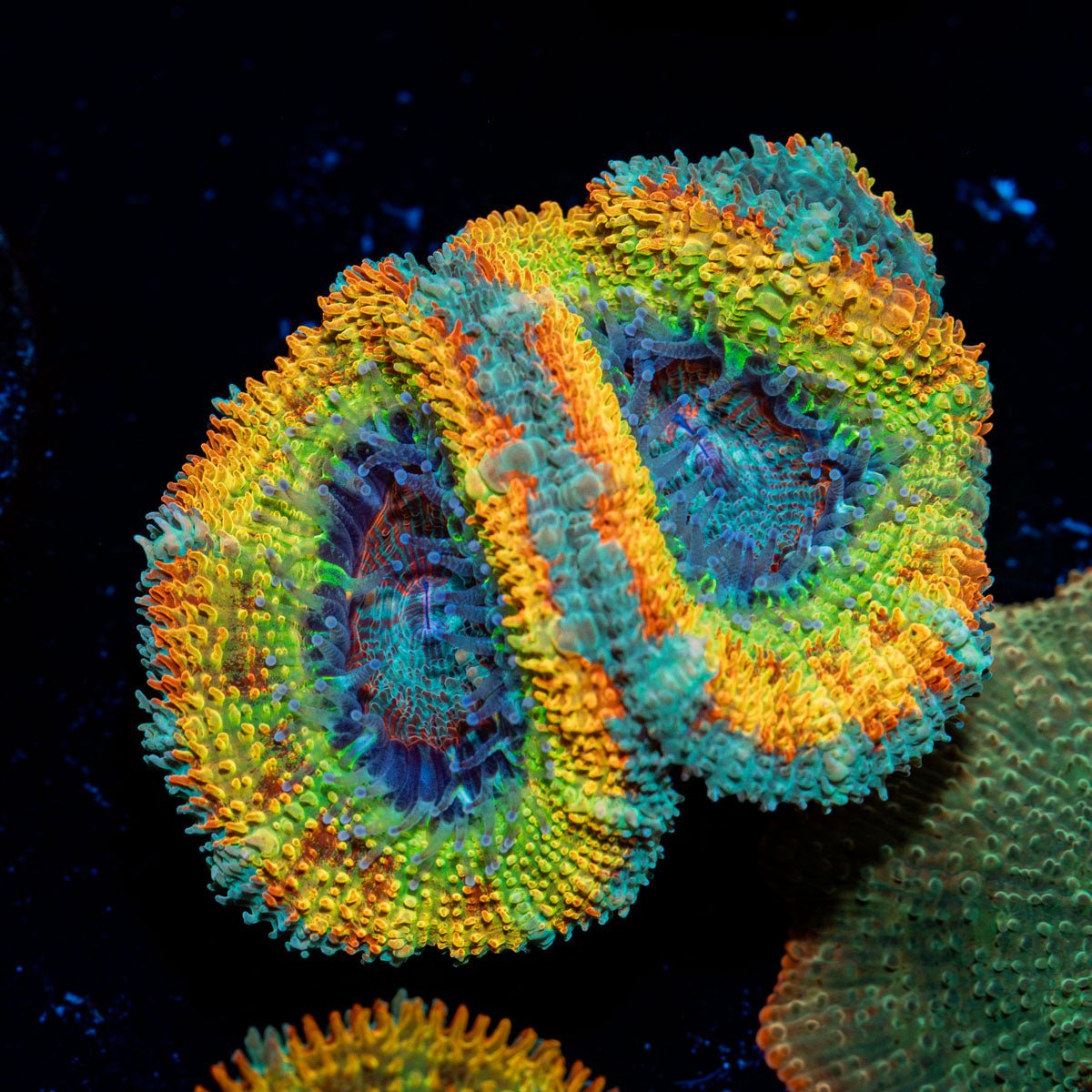 StormBreaker Rainbow Acan with fleshy polyps in reef aquarium