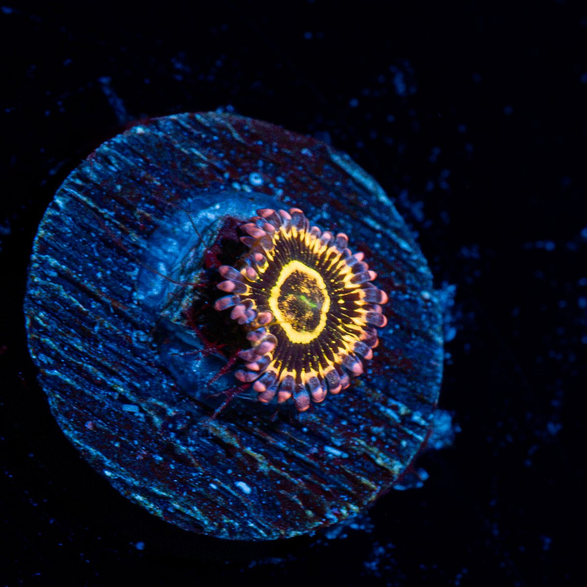 Stratosphere Zoanthid Coral with colony growth in reef aquarium