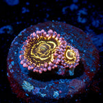 Stratosphere Zoanthid colony growth in reef aquarium