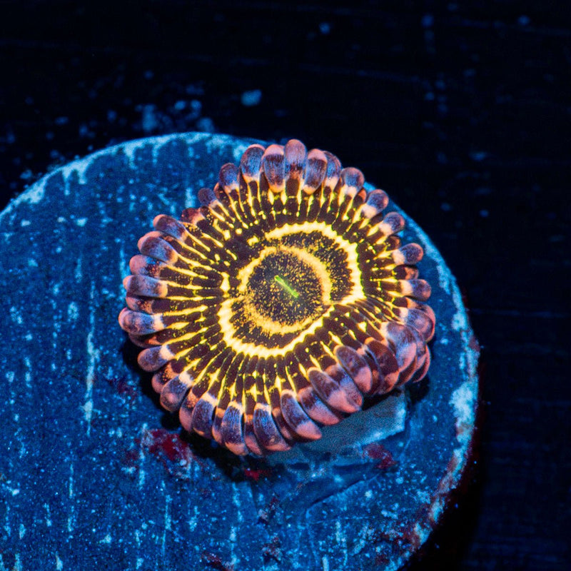 Stratosphere Zoanthid Coral colony growth in reef aquarium
