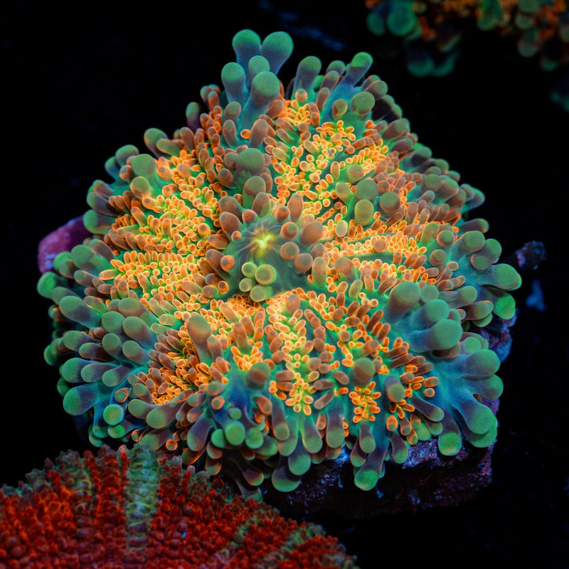 Sun Rise Yuma Mushroom Coral with mushroom disc in reef aquarium
