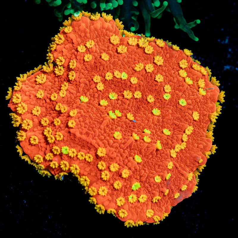 Sunburst Montipora Coral with branching growth in reef aquarium