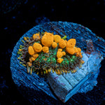 SunKist Bounce Mushroom Coral with distinctive mushroom disc in reef aquarium