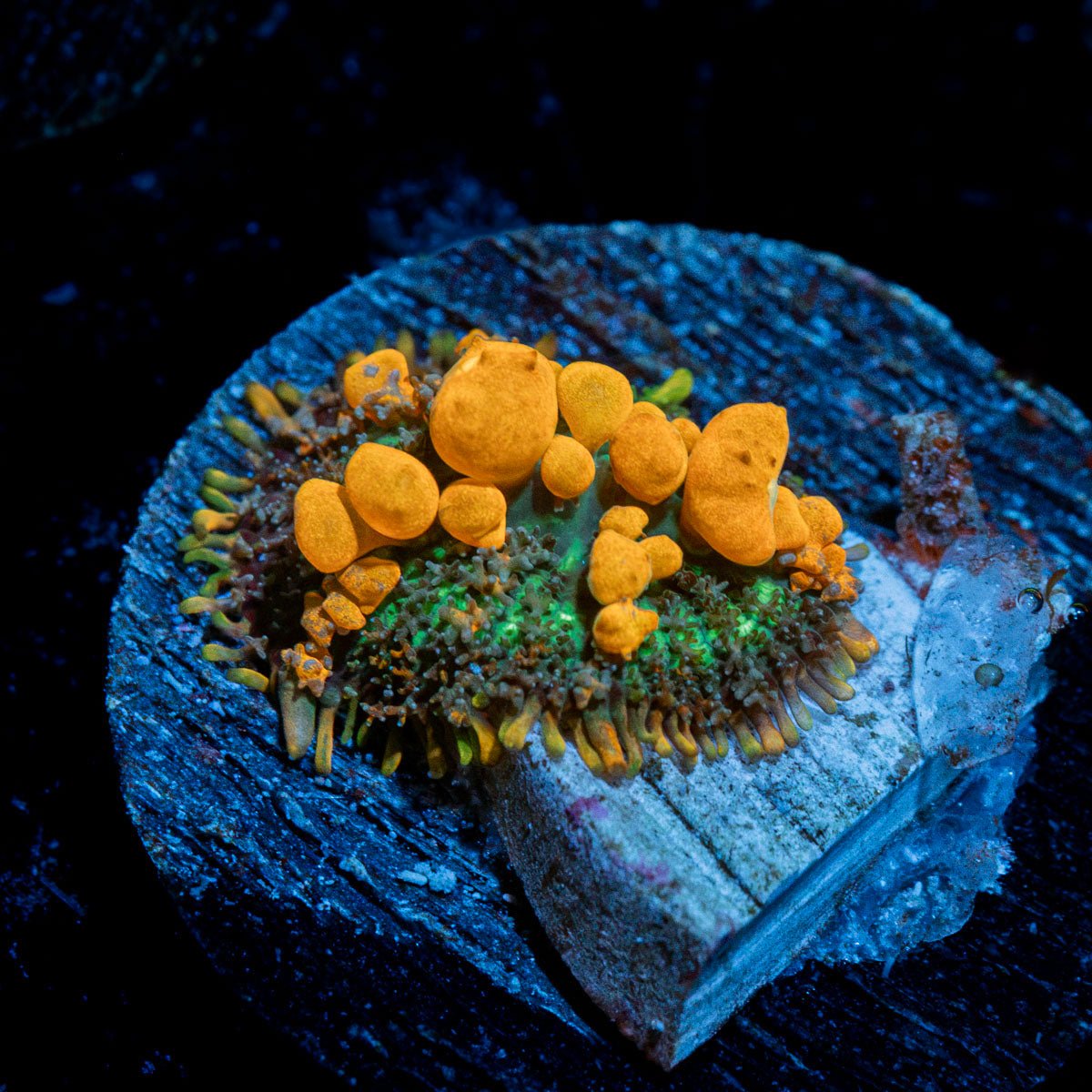 SunKist Bounce Mushroom Coral with distinctive mushroom disc in reef aquarium