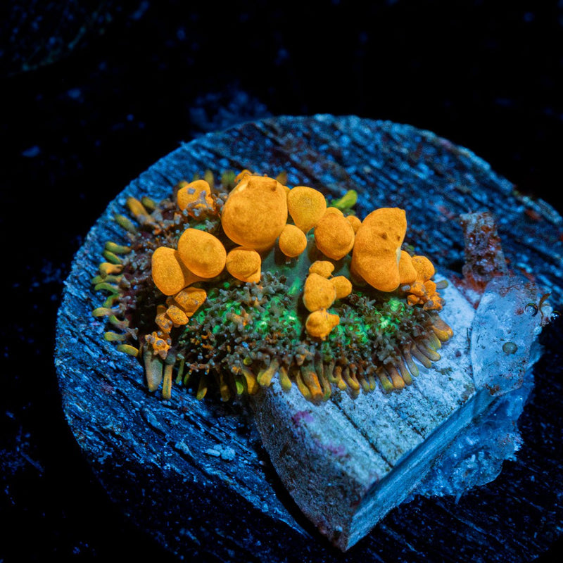 SunKist Bounce Mushroom Coral with distinctive mushroom disc in reef aquarium