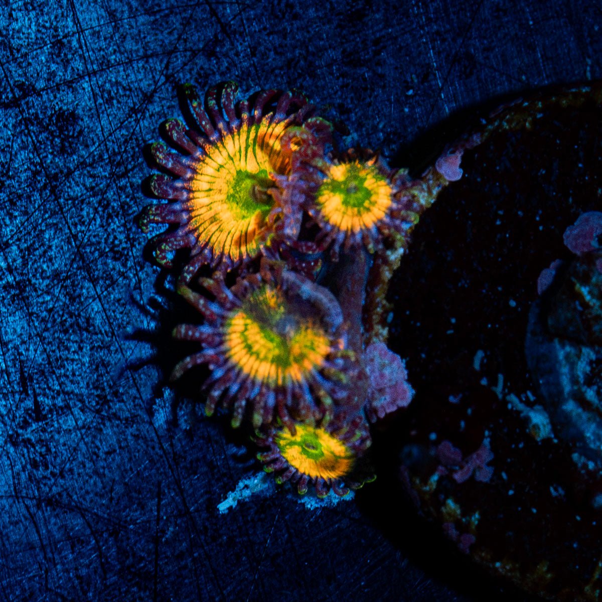 Sunny D Zoanthid Coral with colony growth in reef aquarium