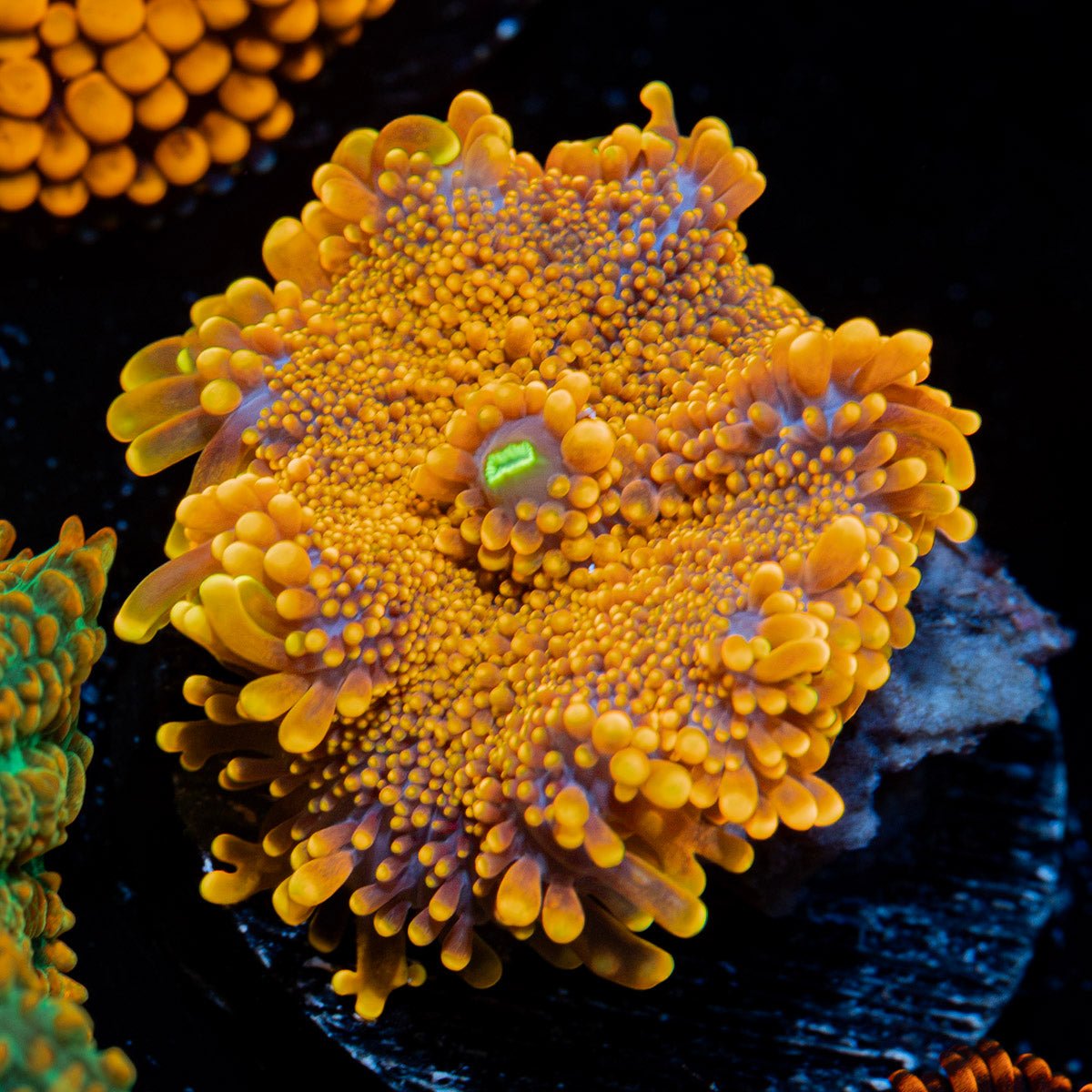 Sunrise Mushroom Coral with a vibrant mushroom disc in reef aquarium