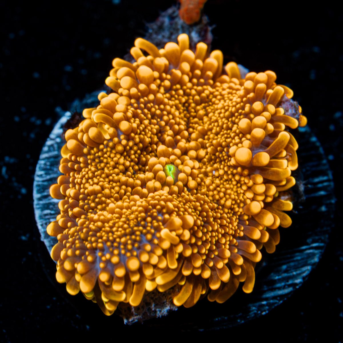 Sunrise Mushroom Coral with orange hues in reef aquarium, mushroom disc