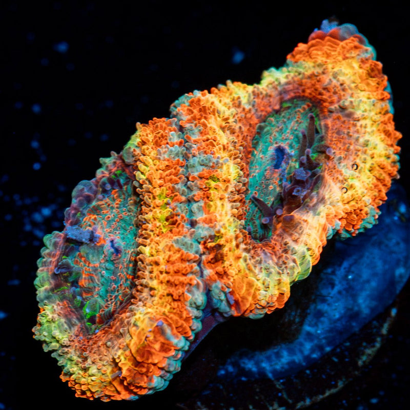 Sunrise Rainbow Acan coral with fleshy polyps in reef aquarium